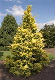 Hinoki False Cypress Goldilocks