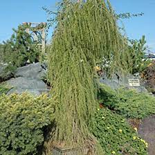 Weeping Larch Puli