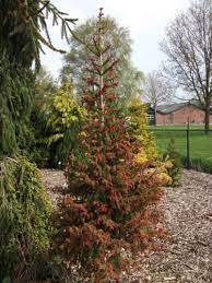 Norway Spruce Cruenta