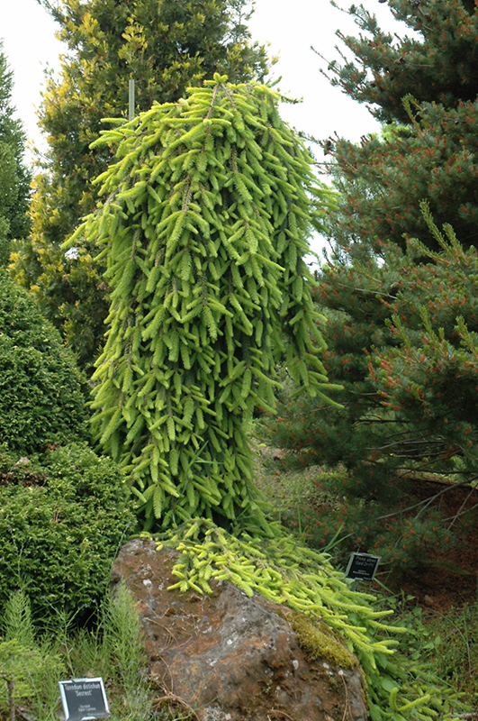 Weeping Norway Spruce Gold Drift