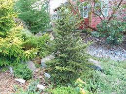 Dwarf Norway Spruce Kluis