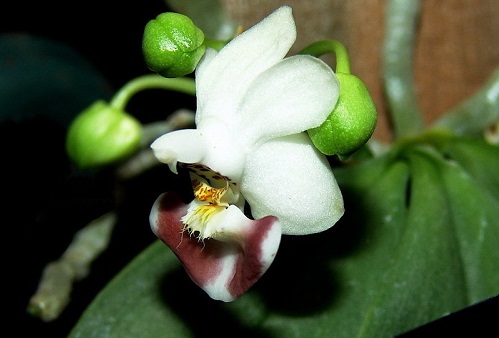 Species Orchid, Moth Orchid, Parishs Phalaenopsis