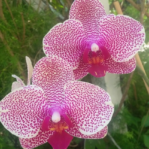 Orchid, Moth Orchid, Phalaenopsis Leopard Prince