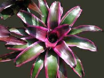 Neoregelia Bromeliad Luna