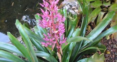 Guzmania Bromeliad 'Candy'