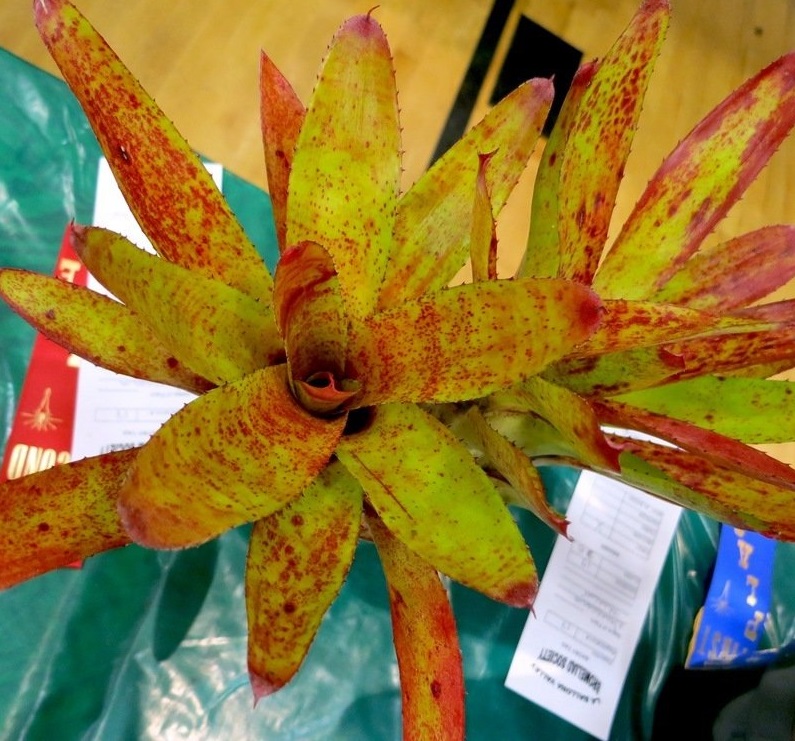 Neoregelia Bromeliad Aurora
