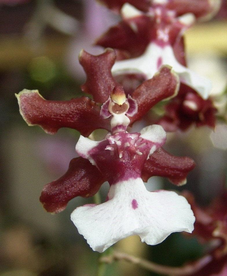 Orchid, Oncidium Sharry Baby Sweet Fragrance