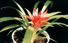Guzmania Bromeliad Species, Scarlet Star Guzmania