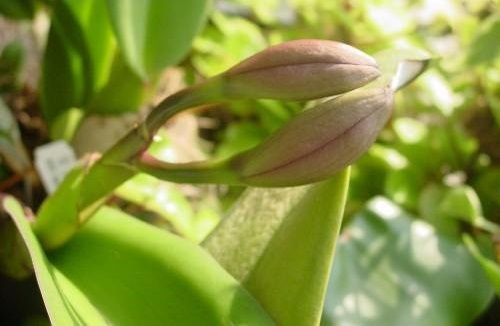 Orchid, Rhyncholaeliocattleya Turambeat
