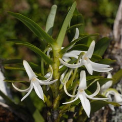 Species Orchid, Faham Tea, Fragrant Jumellea
