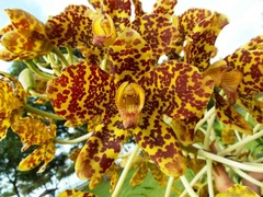 Species Orchid, Grammatophyllum, Giant Orchid, Tiger Orchid