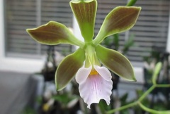 Species Orchid, Fragrant Encyclia, Capart's Scented Encyclia