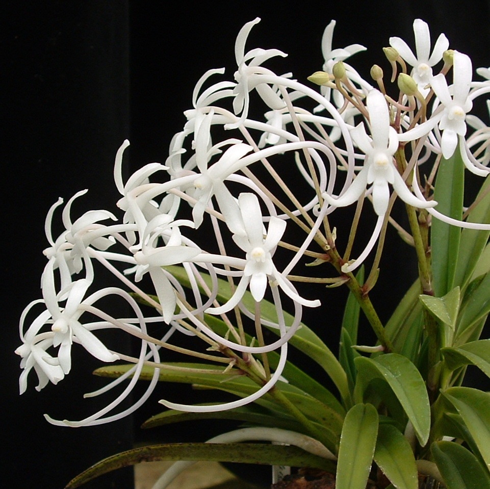 Species Orchid, Neofinetia, Wind Orchid
