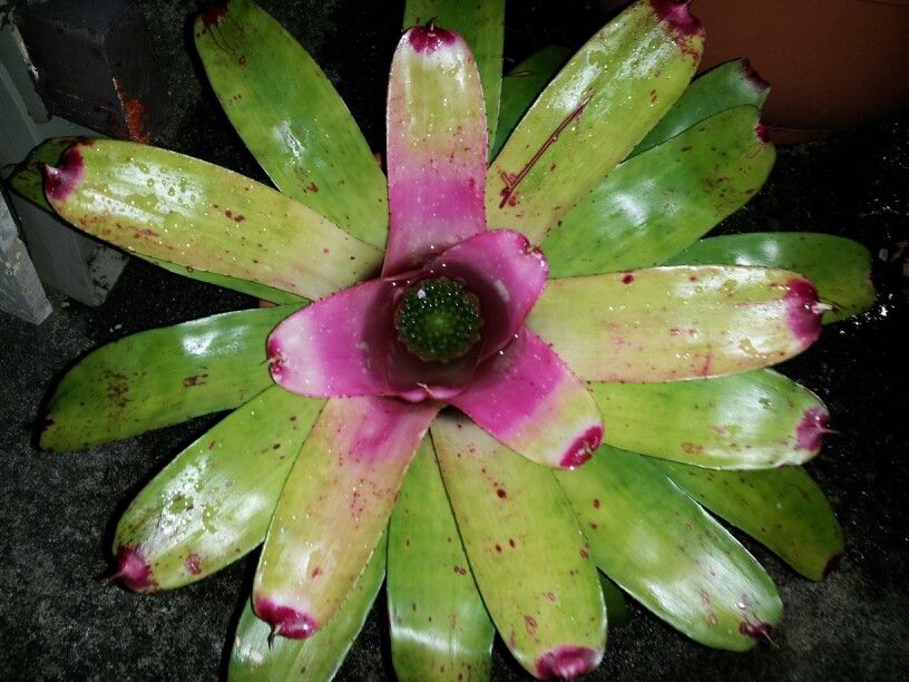 Neoregelia Bromeliad Allure