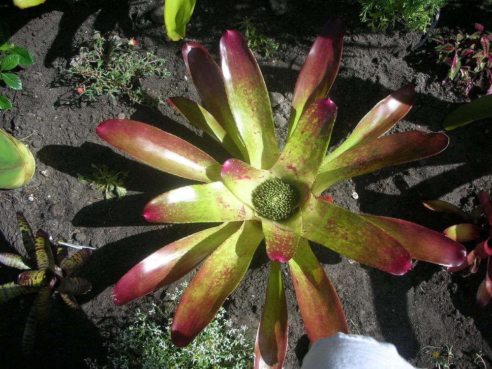 Neoregelia Bromeliad Patersons Sunshine