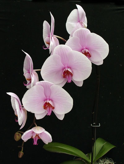 Orchid, Moth Orchid, Phalaenopsis Chambord