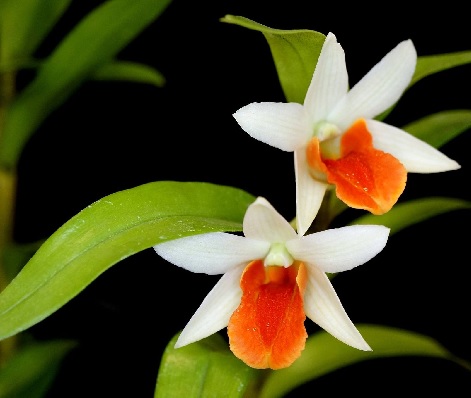 Orchid, Dendrobium Frosty Dawn