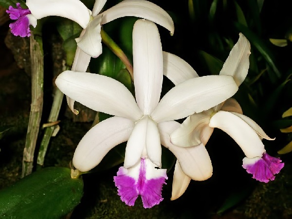 Species Orchid, Intermediate Cattleya