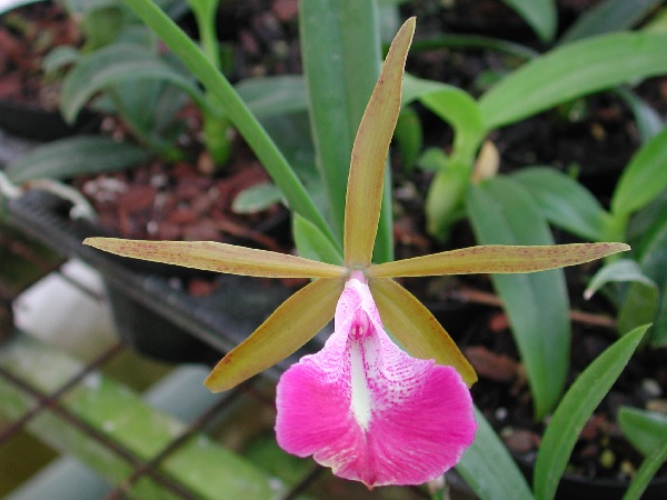 Orchid, Brassocattleya Star Ruby
