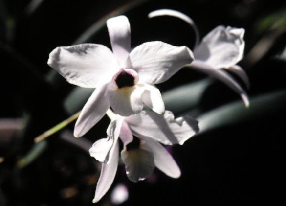Species Orchid, Rosy Tinted Laelia