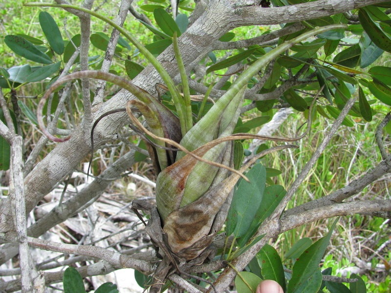 Tillandsia Bromeliad, Air Plant, Banded Wild-pine, Twisted Airplant