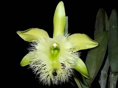 Species Orchid, Digby's Beaked Rhyncholaelia