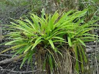 Guzmania Bromeliad, Fushs Bromeliad, West Indian Tufted Airplant