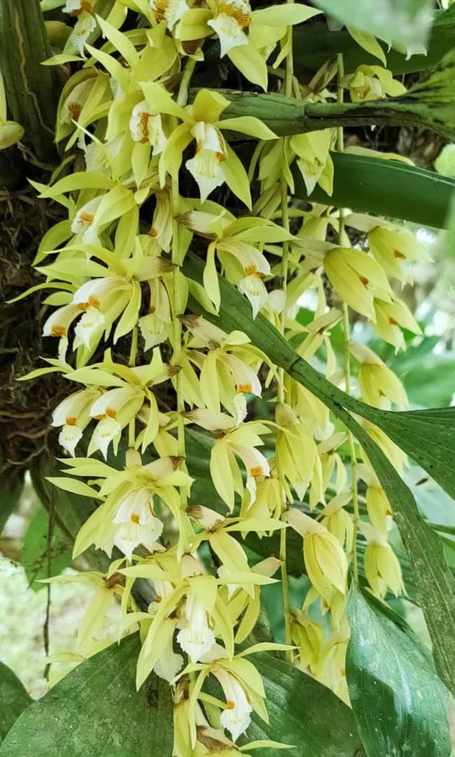 Species Orchid, Necklace Orchid, Coelogyne