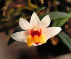 Species Orchid, Enchanting Dendrobium
