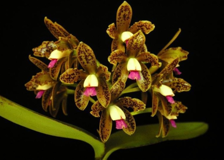 Species Orchid, Spotted Cattleya guttata