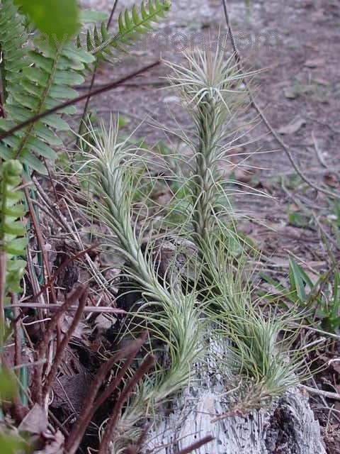 Tillandsia Bromeliad Species (Tillandsia funckiana) Air Plant