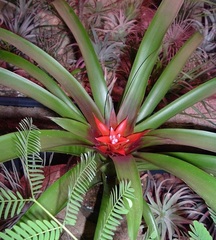 Guzmania Bromeliad, Scarlet Star Guzmania 'Mt. Blanc'