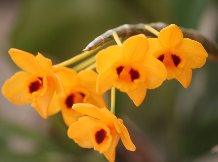Species Orchid, Dendrobium, Golden Yellow Flowered Dendrobium