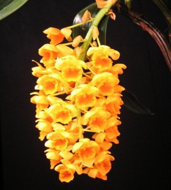 Species Orchid, Pineapple Dendrobium