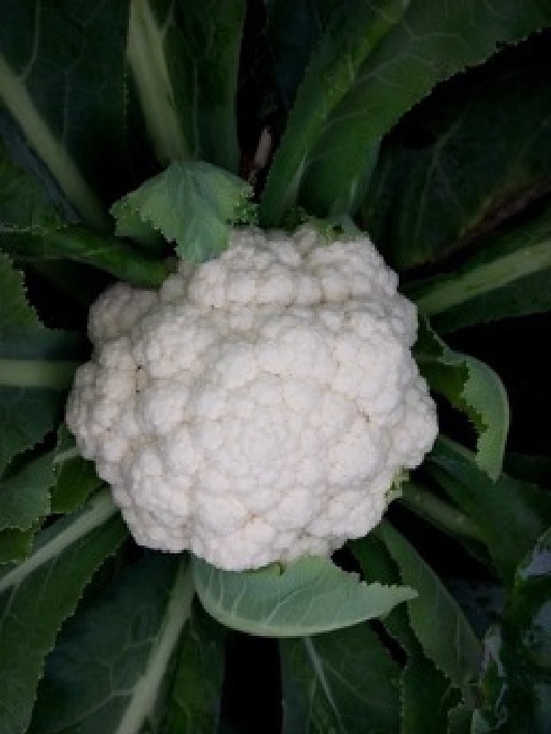 Cauliflower G-45