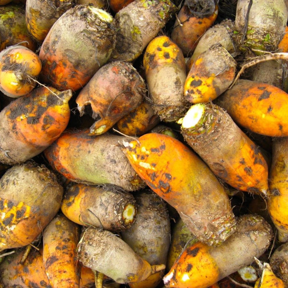Beet Yellow Eckendorf