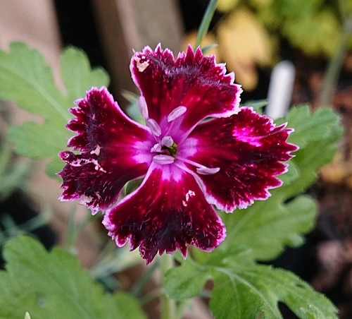 Dianthus Unique