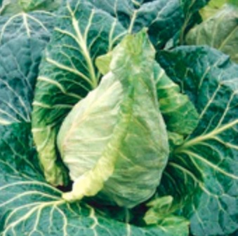 Cabbage Excel