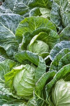 Cabbage Sparkel