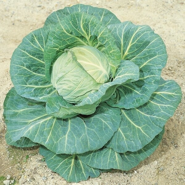 Cabbage Spring Hero