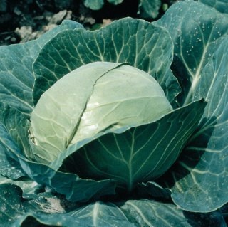 Cabbage Altess