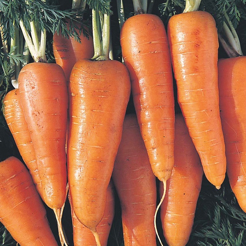 Carrot Early Scarlet Horn