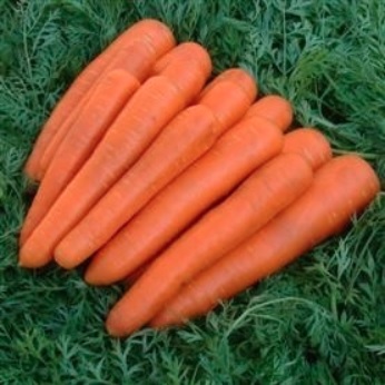Carrot Artemis