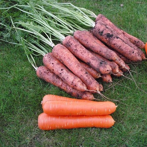 Carrot Maestro