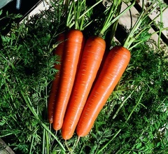 Carrot 'Senior'