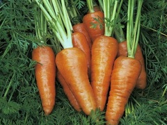 Carrot 'Starca'