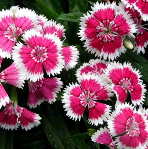 Dianthus, China Pinks Baby Doll Mix