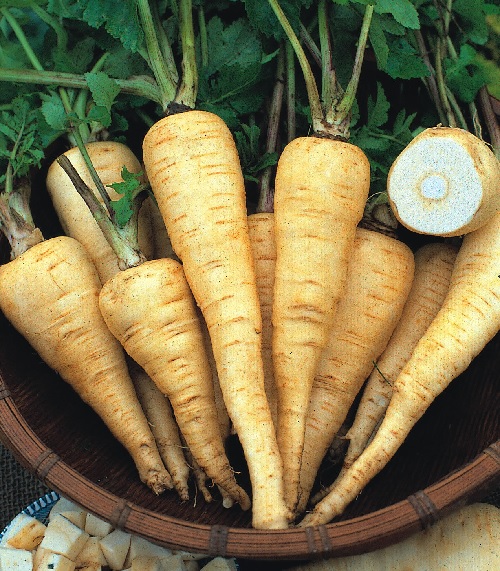 Parsnip Countess