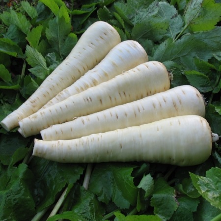 Parsnip Palace