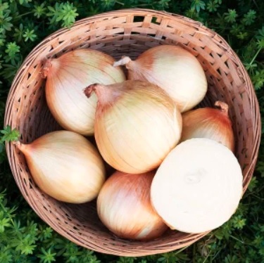 Allium, Garden Onion, Edible Onion Kelsae